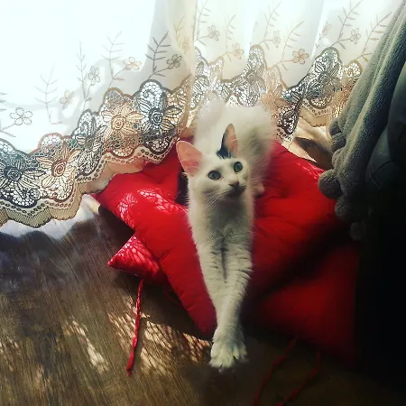 Nocleg ze śniadaniem Sunshine Court *