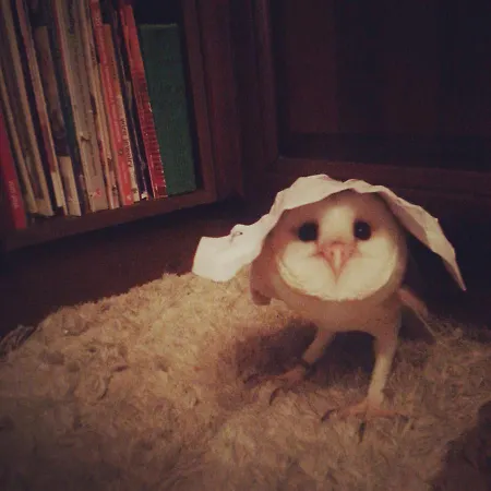 Sunshine Court ベッド・アンド・ブレックファスト セント・ポールズ・ベイ