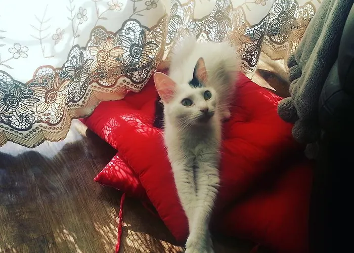 住宿加早餐酒店 Sunshine Court 4*