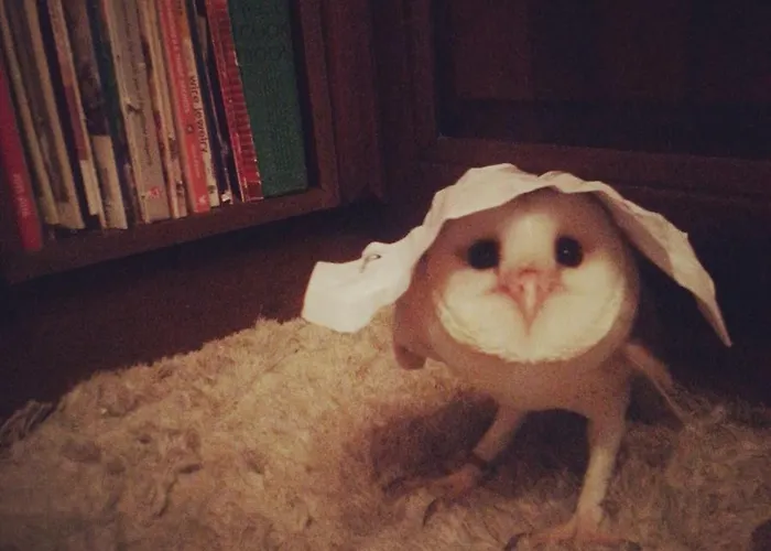 Sunshine Court Nocleg ze śniadaniem St Paul's Bay